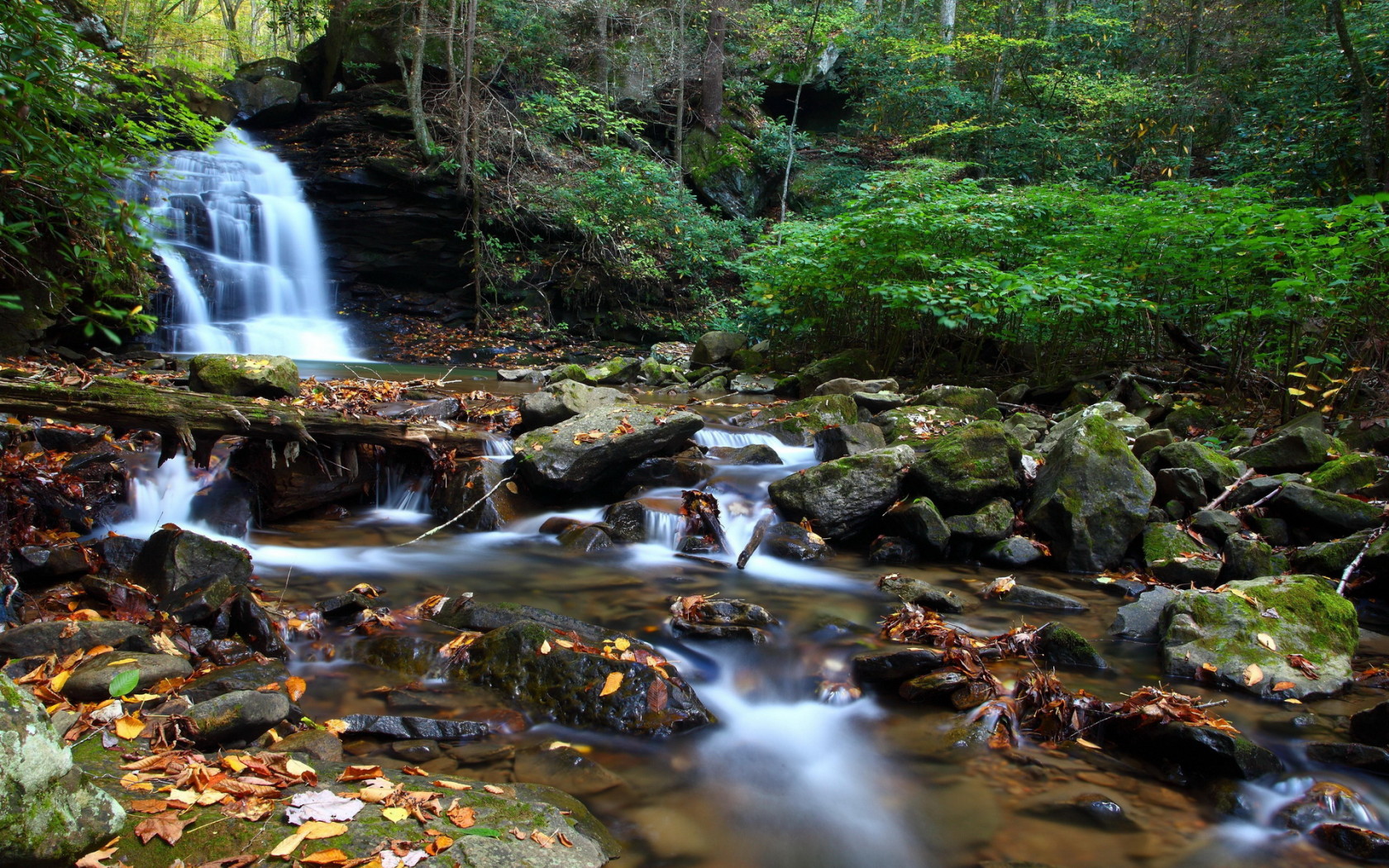 Ручей в чаще леса