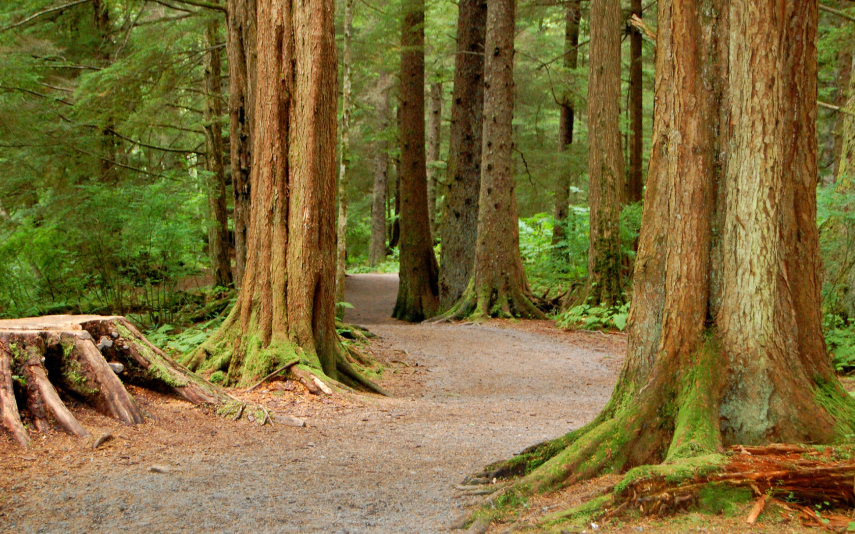 Национальный Лес