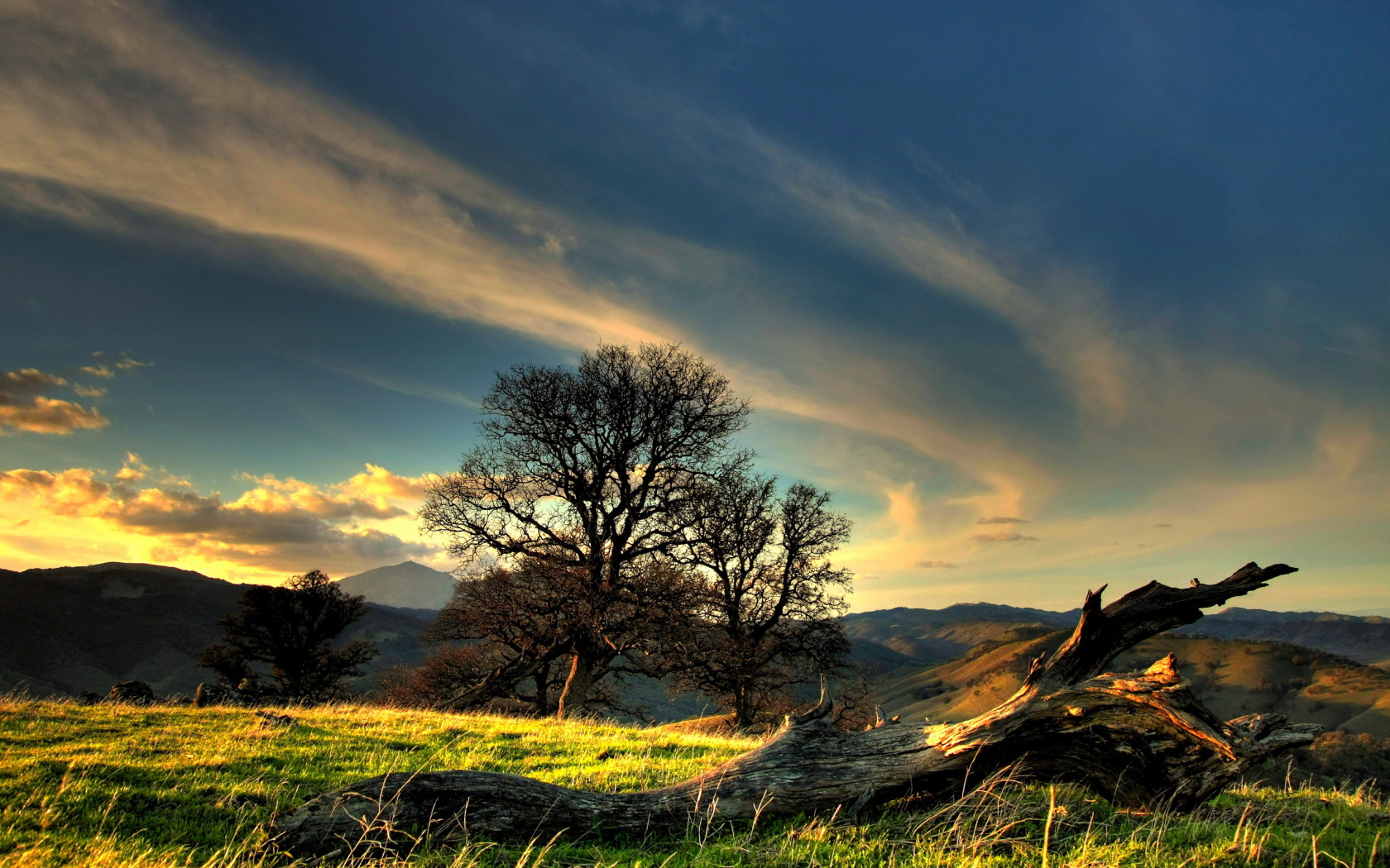 Коряга на холме