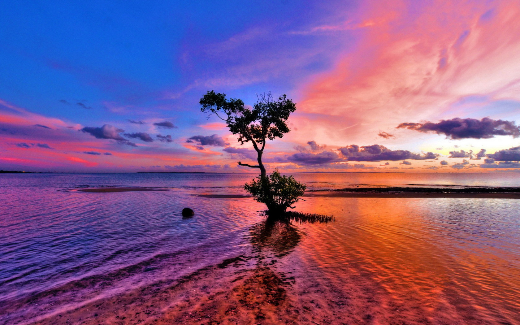 Дерево на мелководье