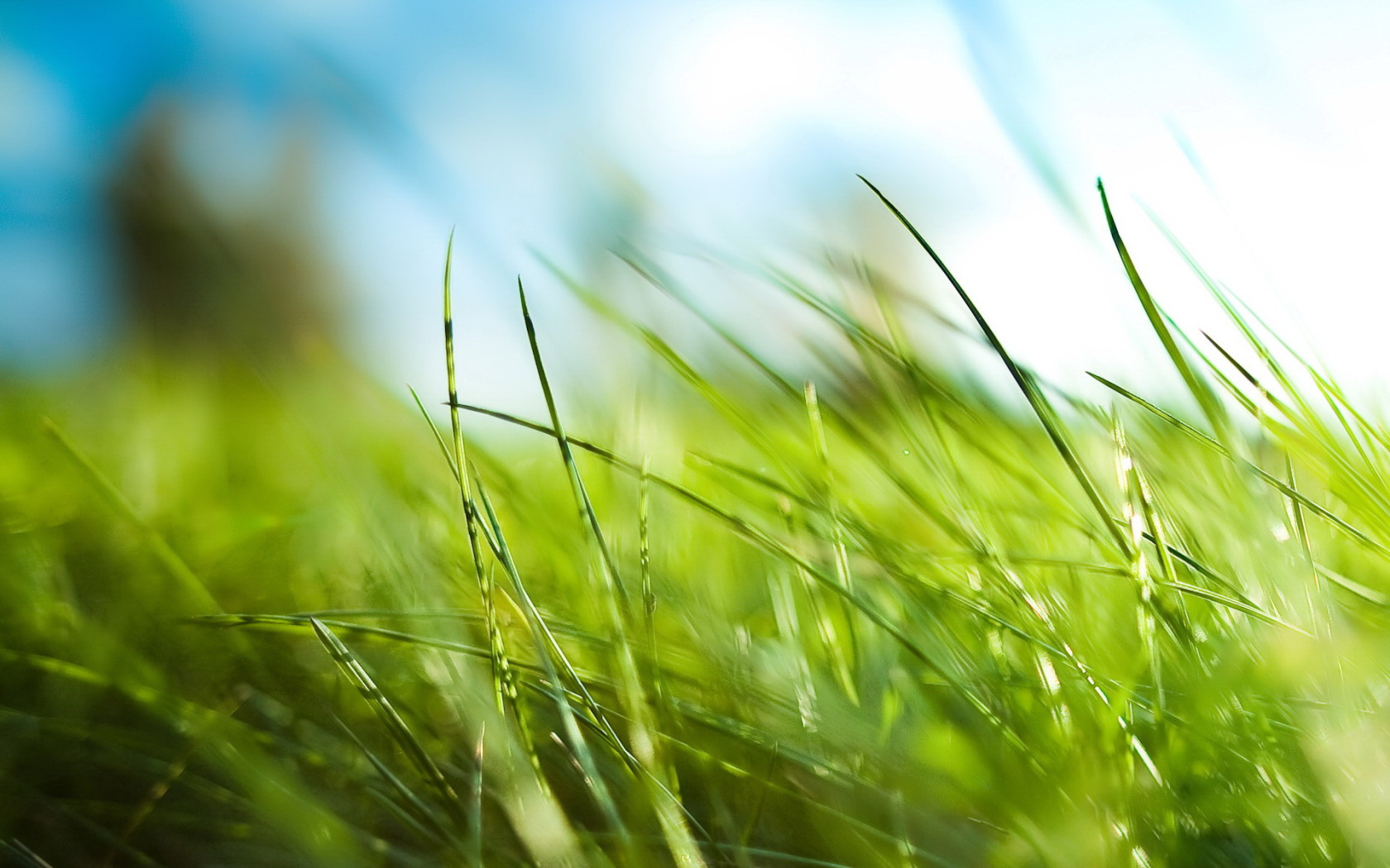 Зеленая трава