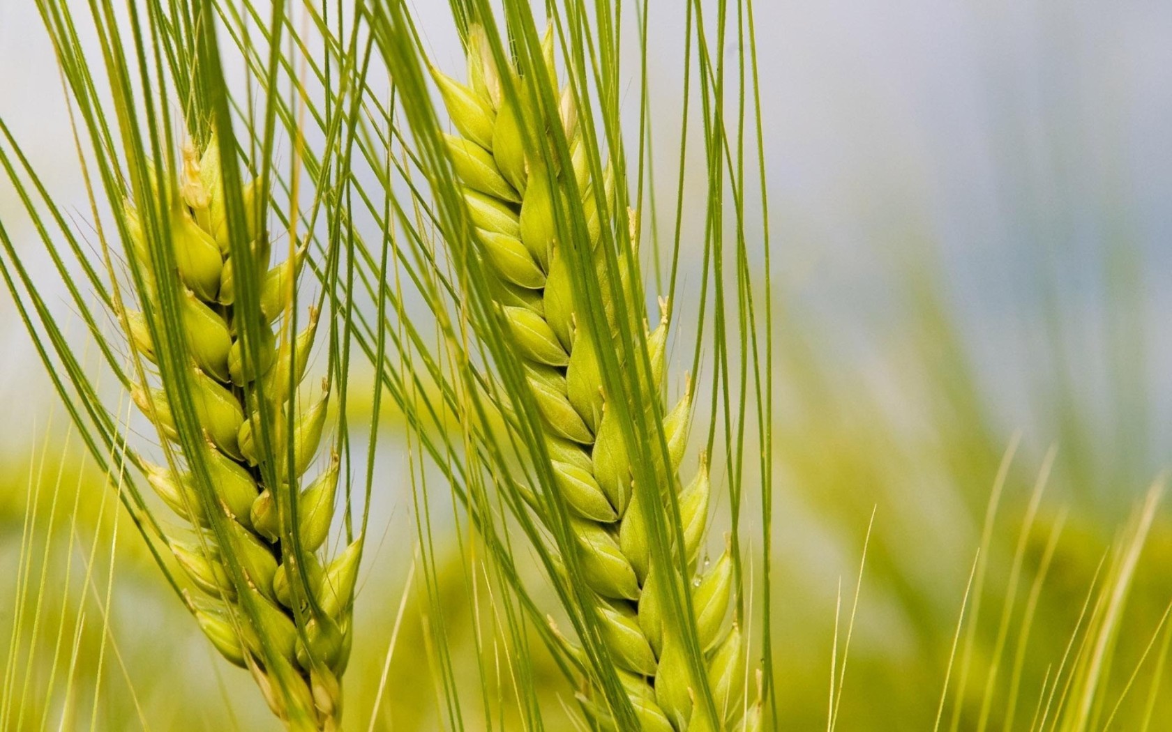 Колосья макро