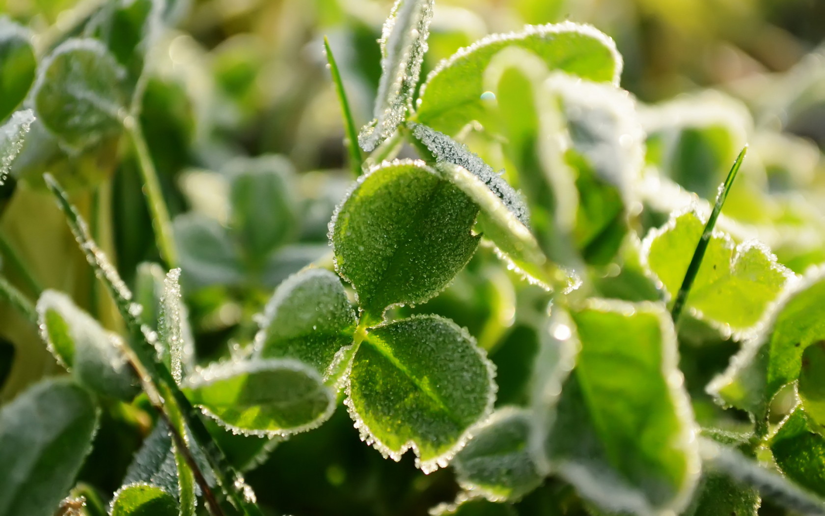 Трава под инеем