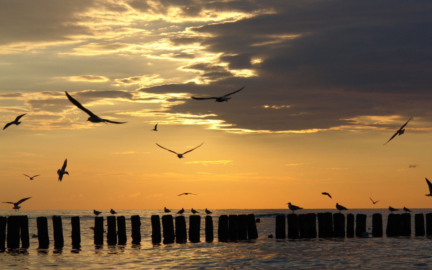 Чайки на закате