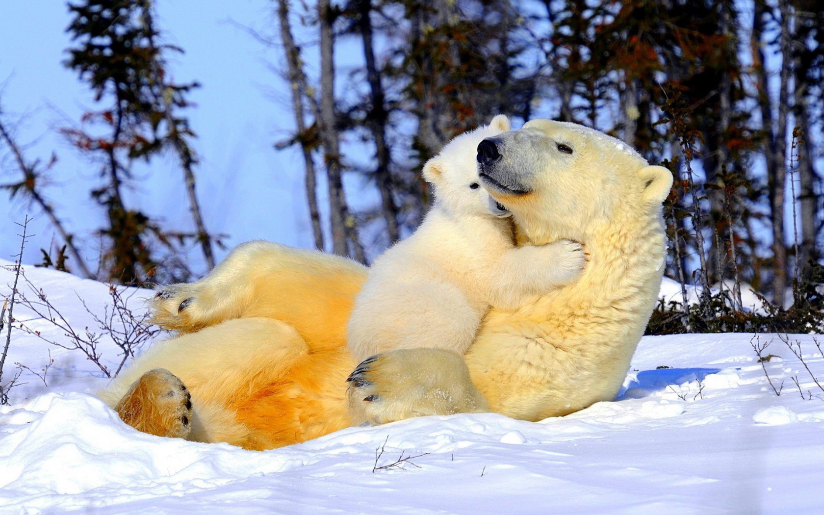 Белая медведица