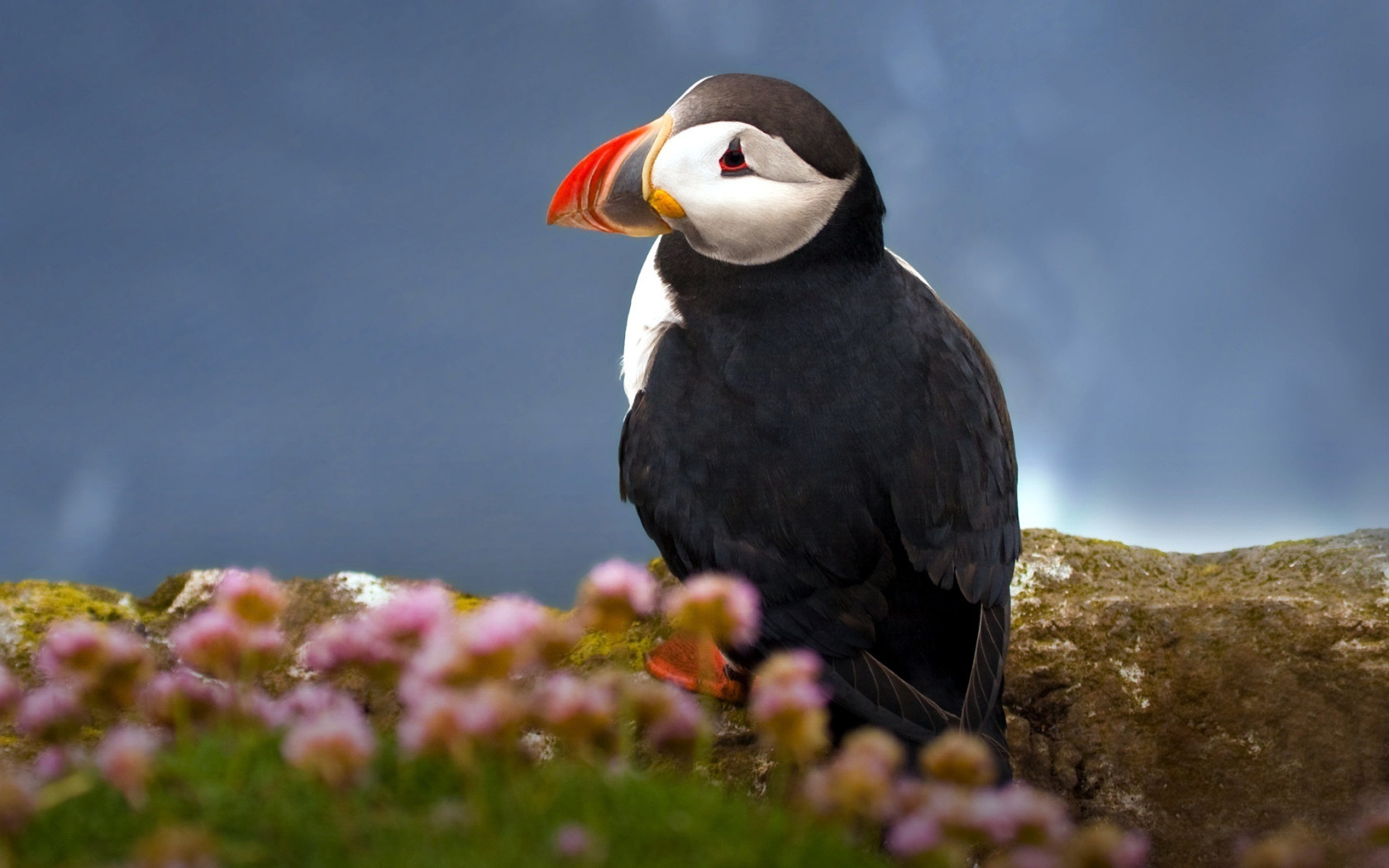 Атлантический тупик