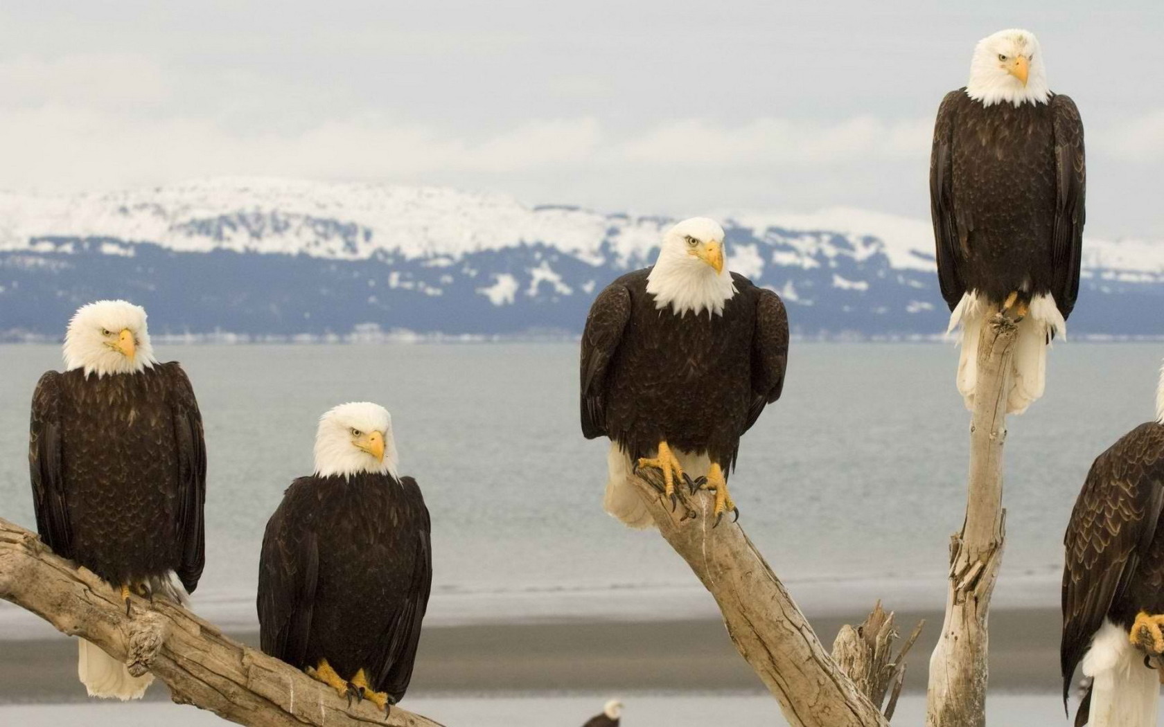 Белоголовый Орлан