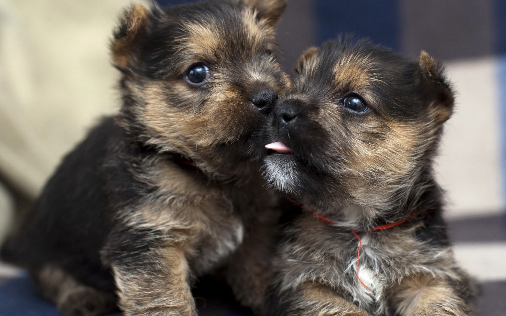 Два щенка