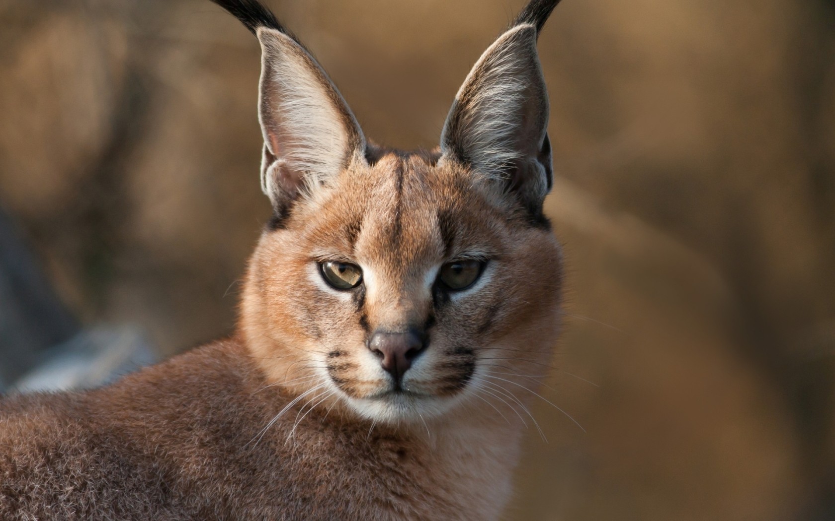 Дикий каракал