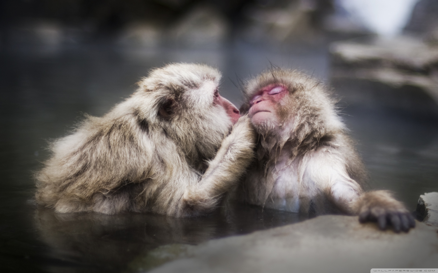 Целующие обезьяны