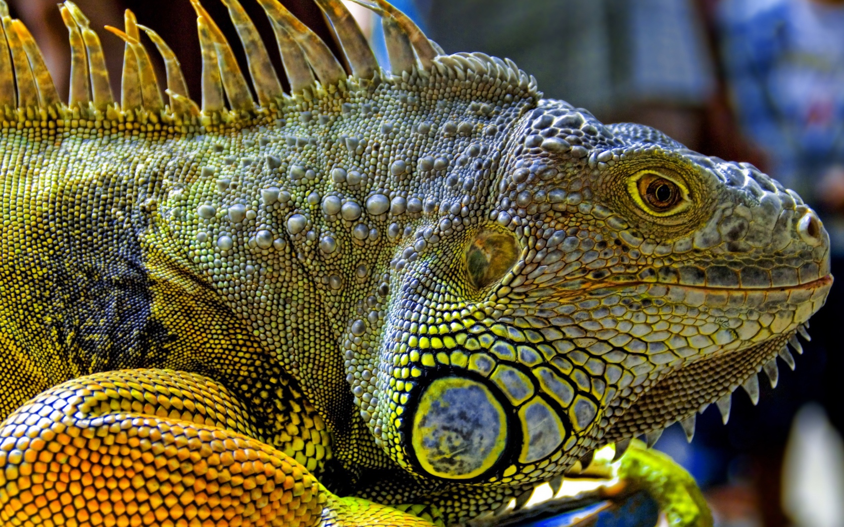 Игуана из Малайзии