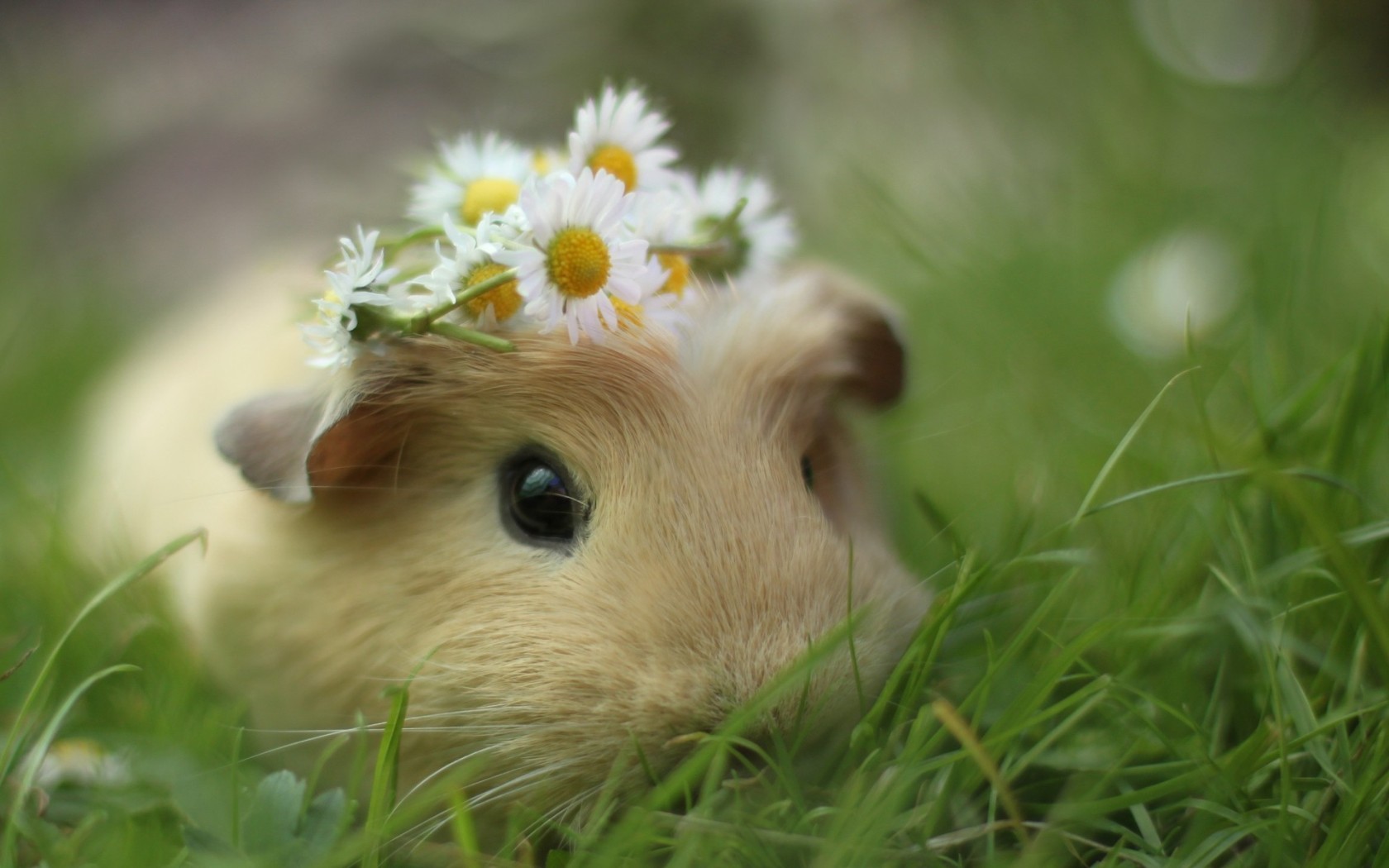 Guinea pig