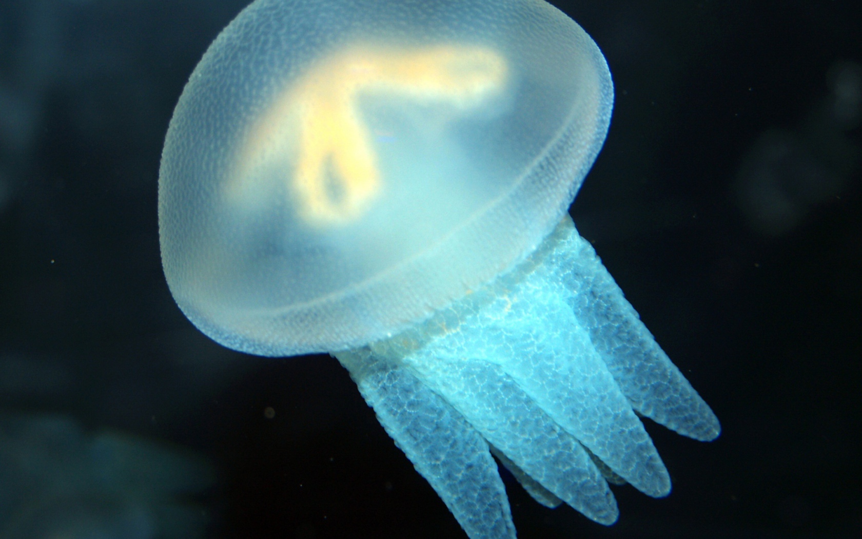 Голубая медуза