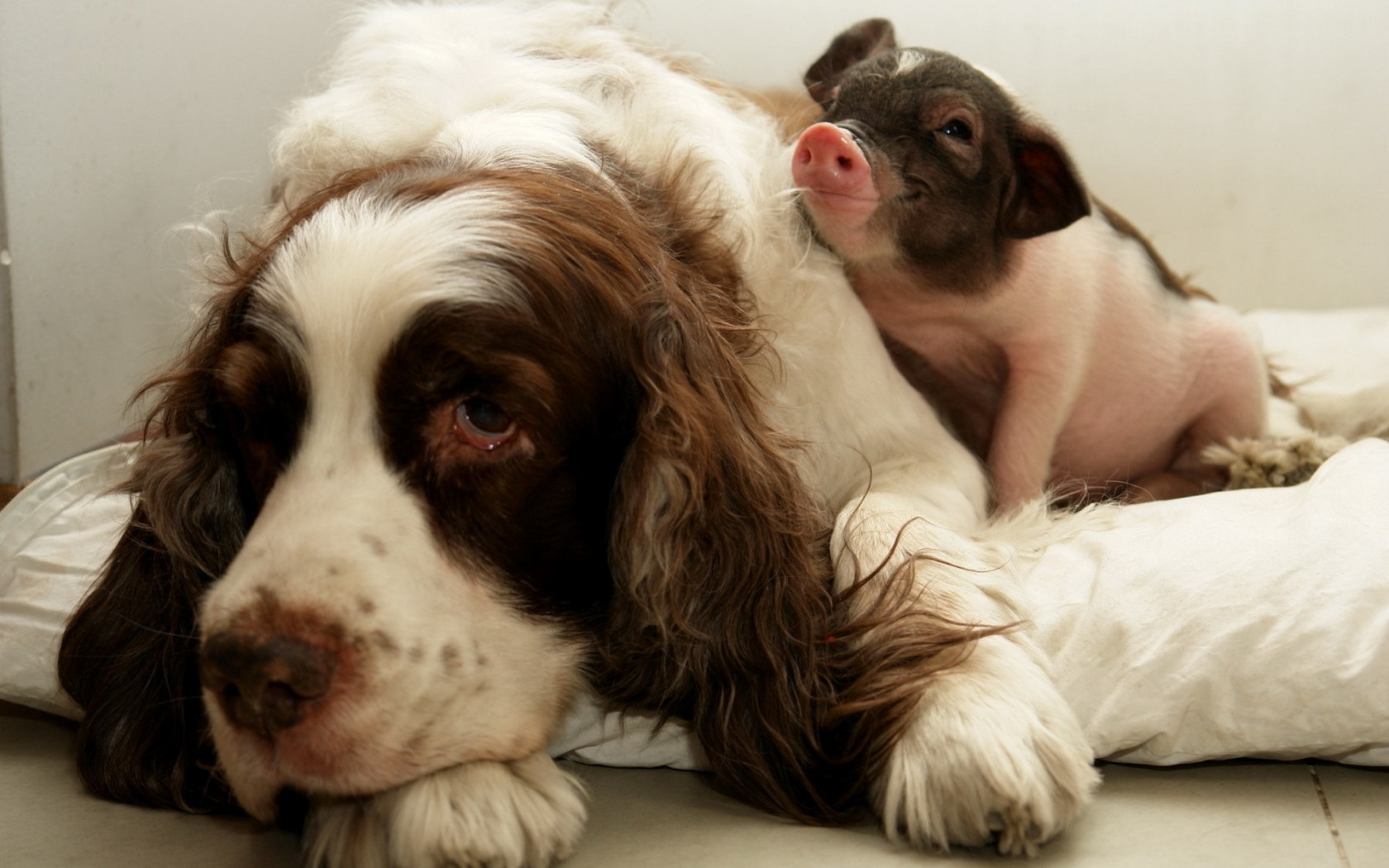 Dog and Pig