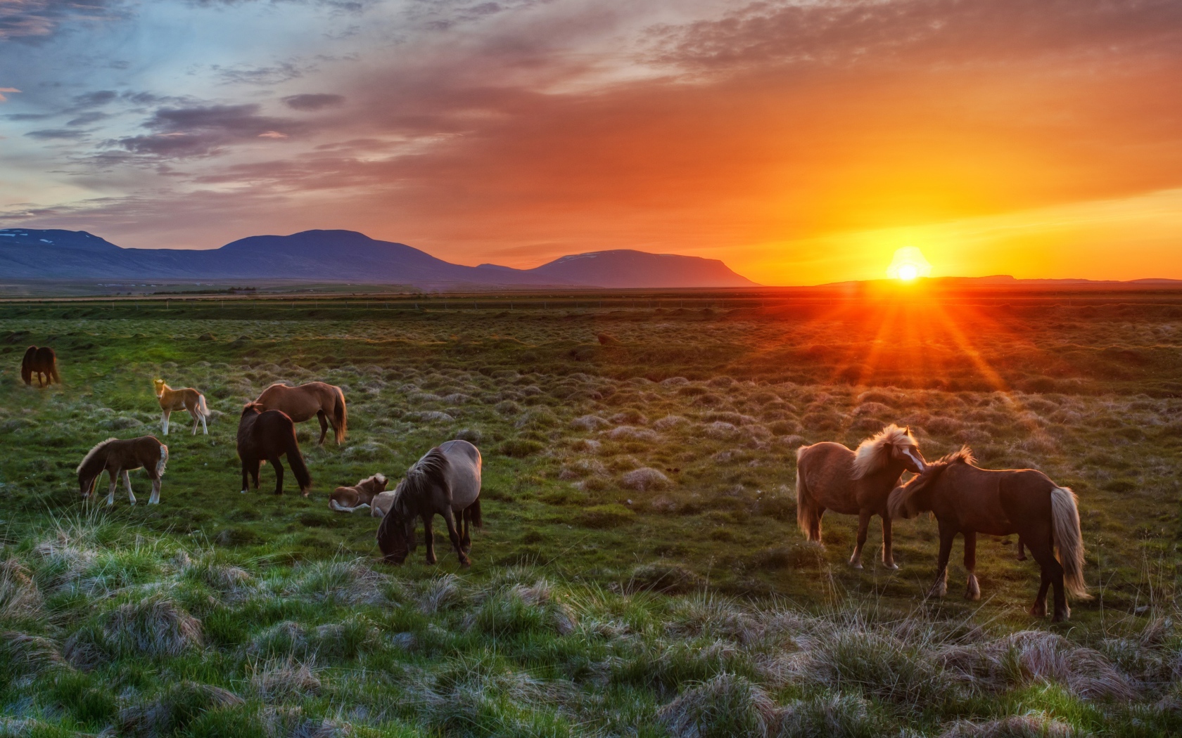 Дикие лошади на рассвете