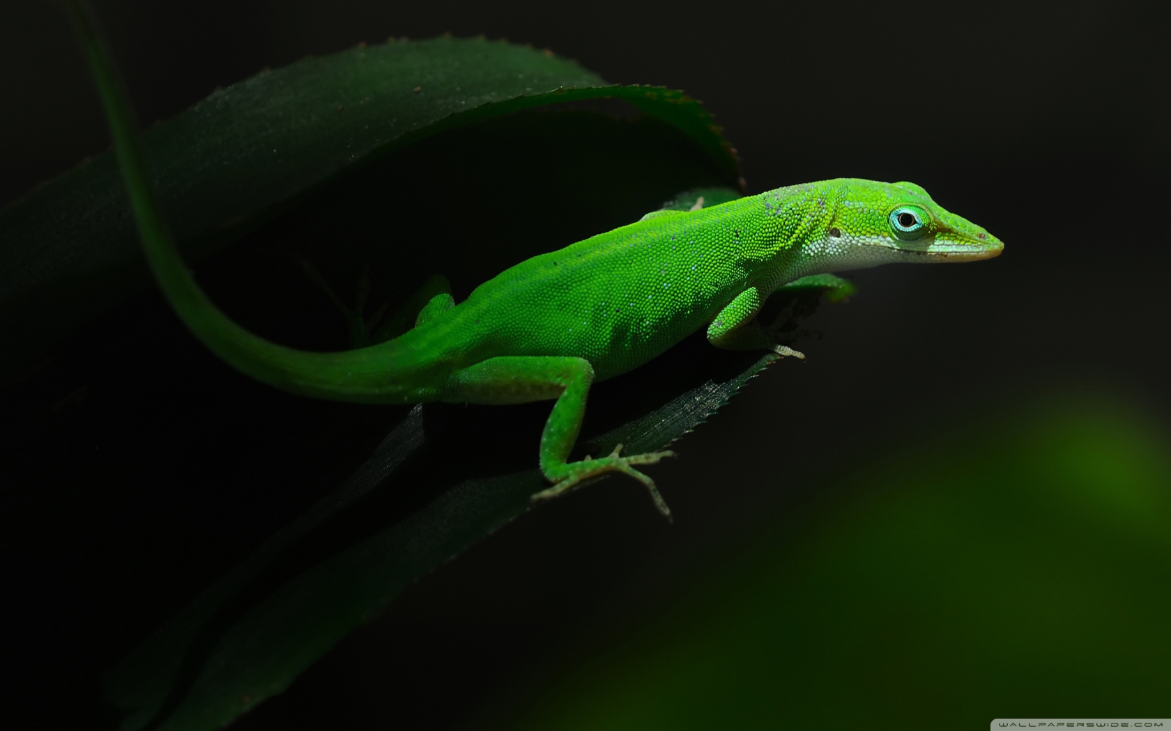 Зеленная ящерица