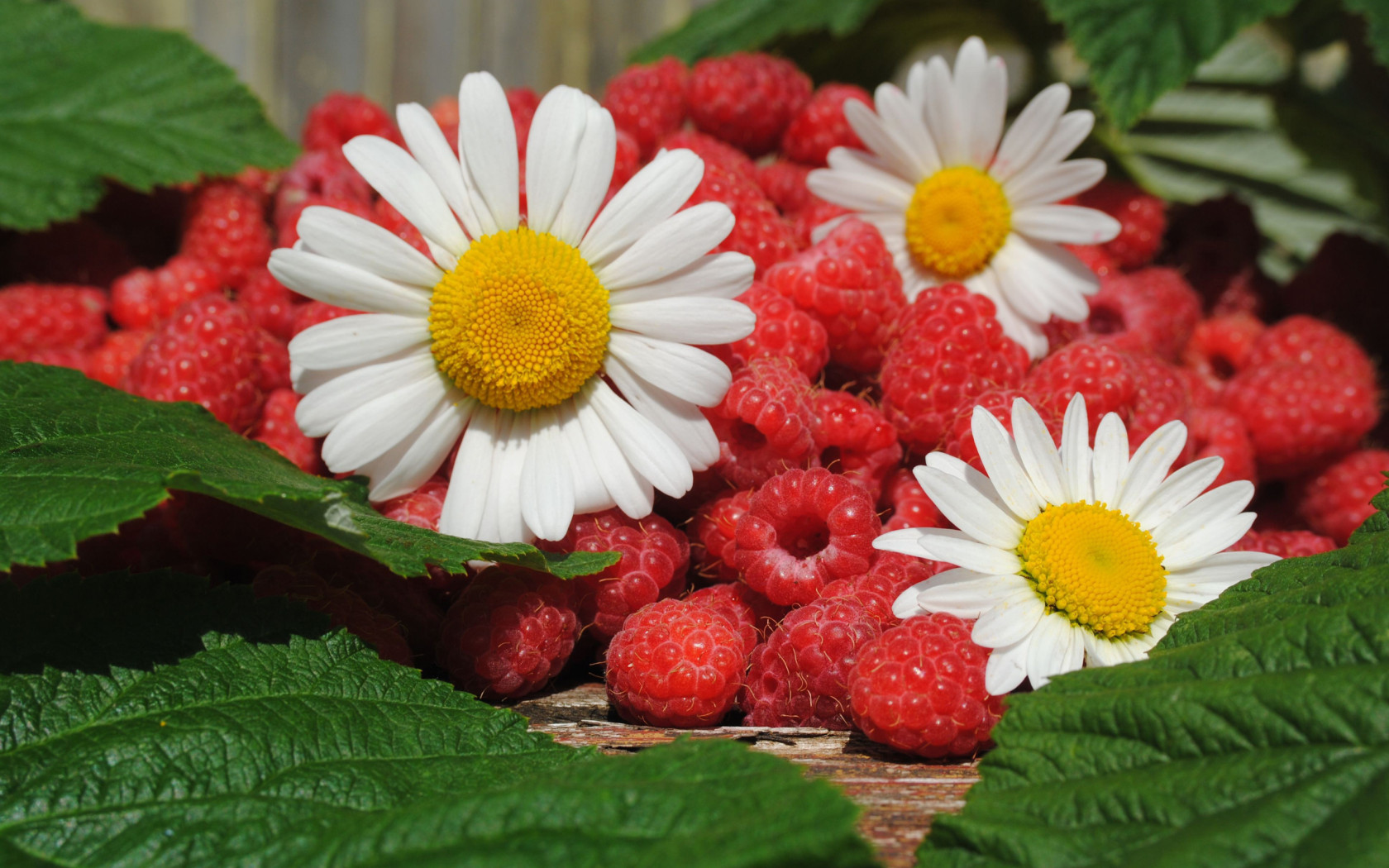 Малина и ромашки