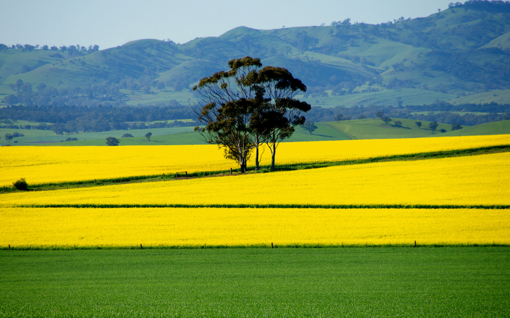 Ярко желтое поле