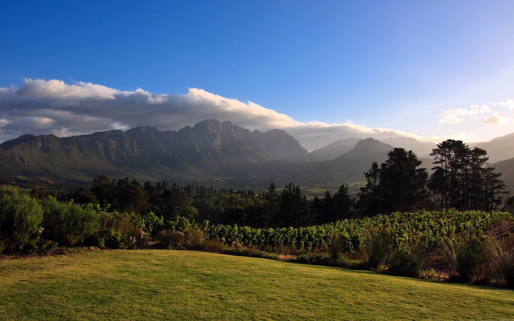 Виноградники