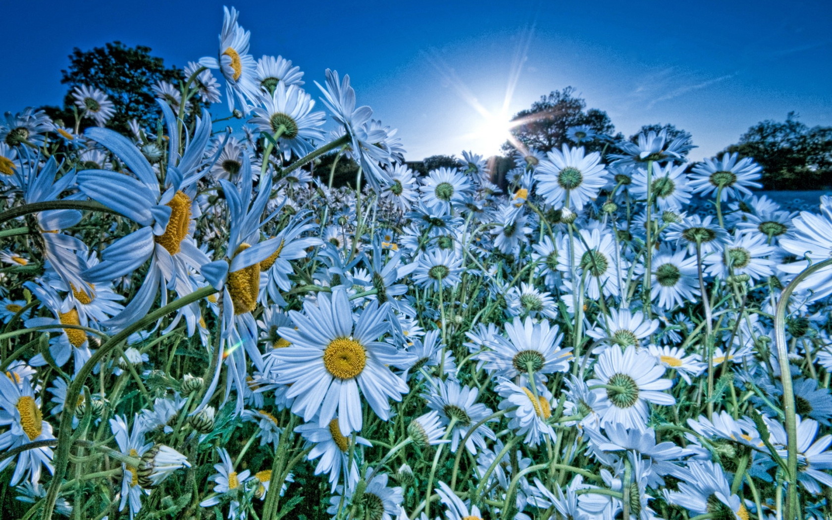 Облако ромашек