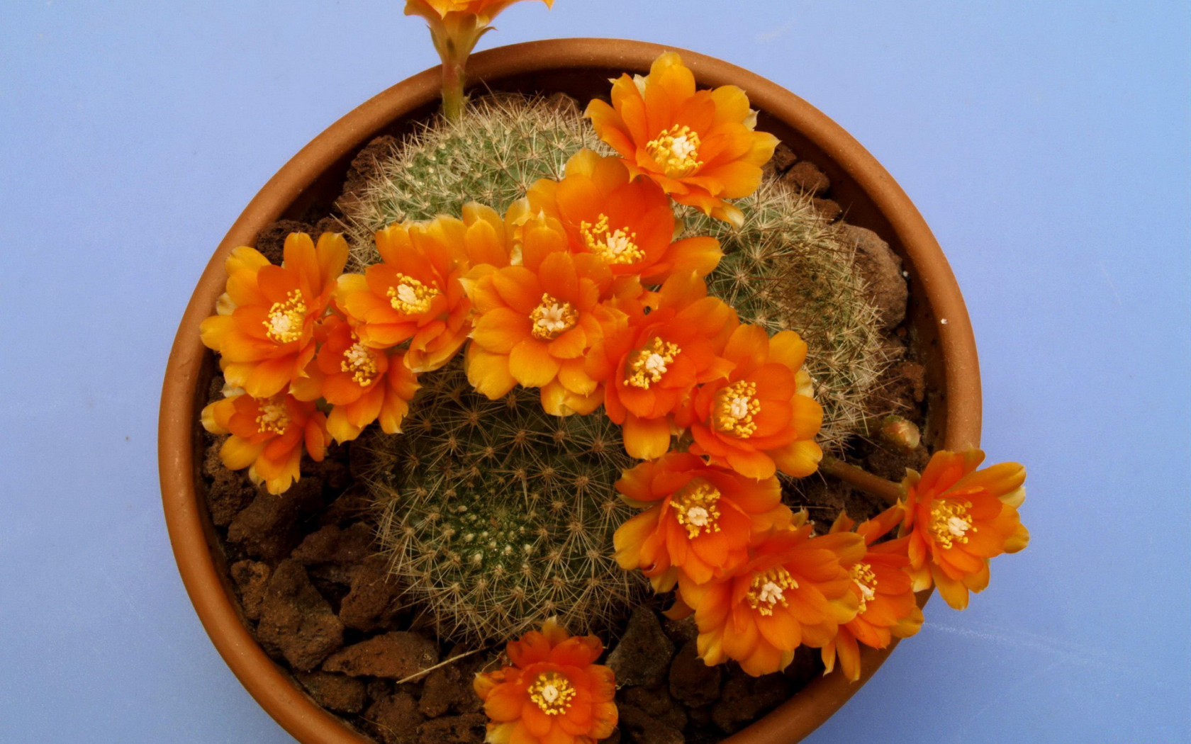 Кактус цветущий