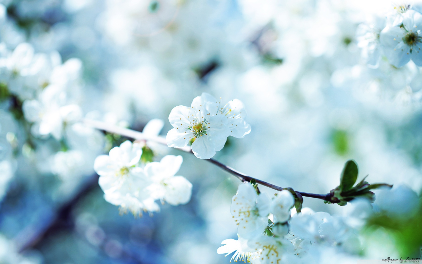 Белые цветы вишни