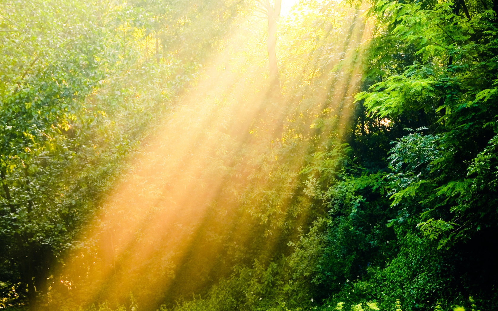 Лучи солнца в лесу