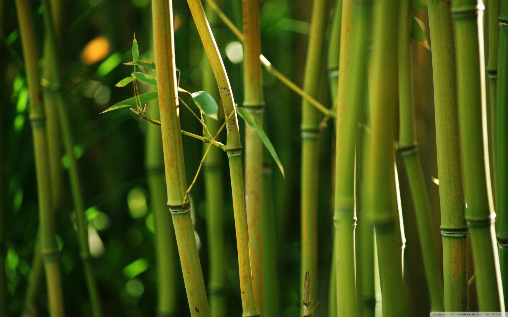 Бамбуковый куст