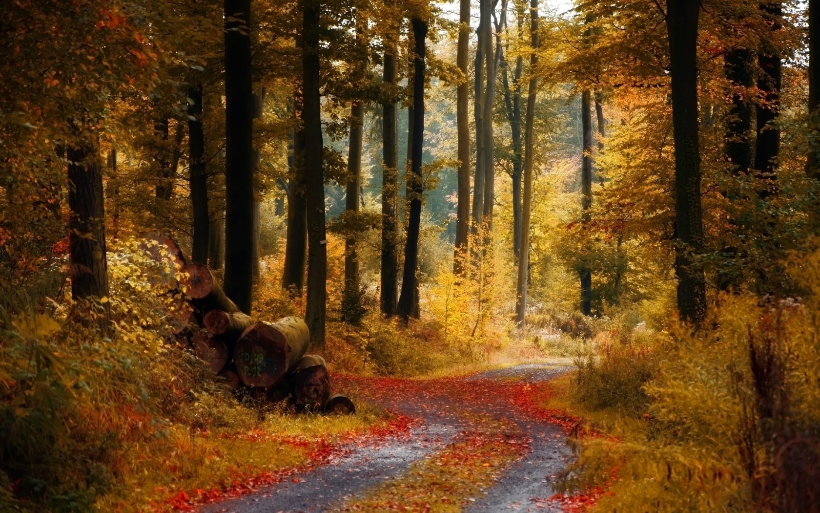 Осенняя дорожка