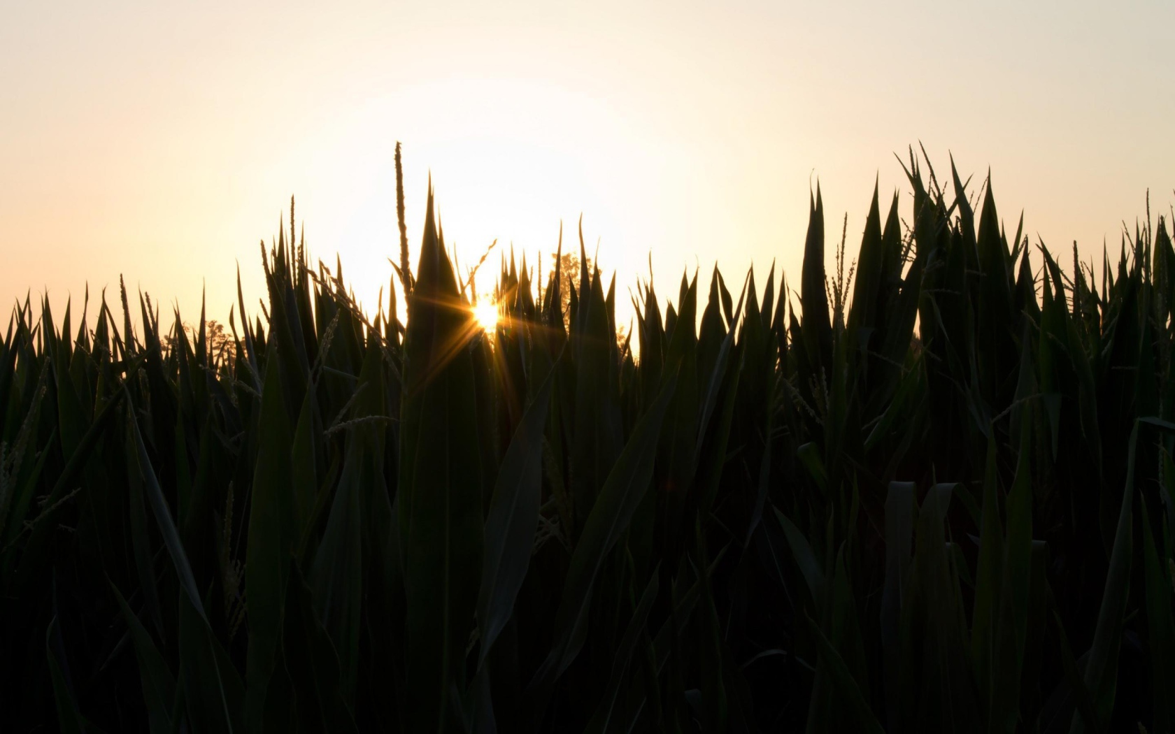 Вечерняя заря