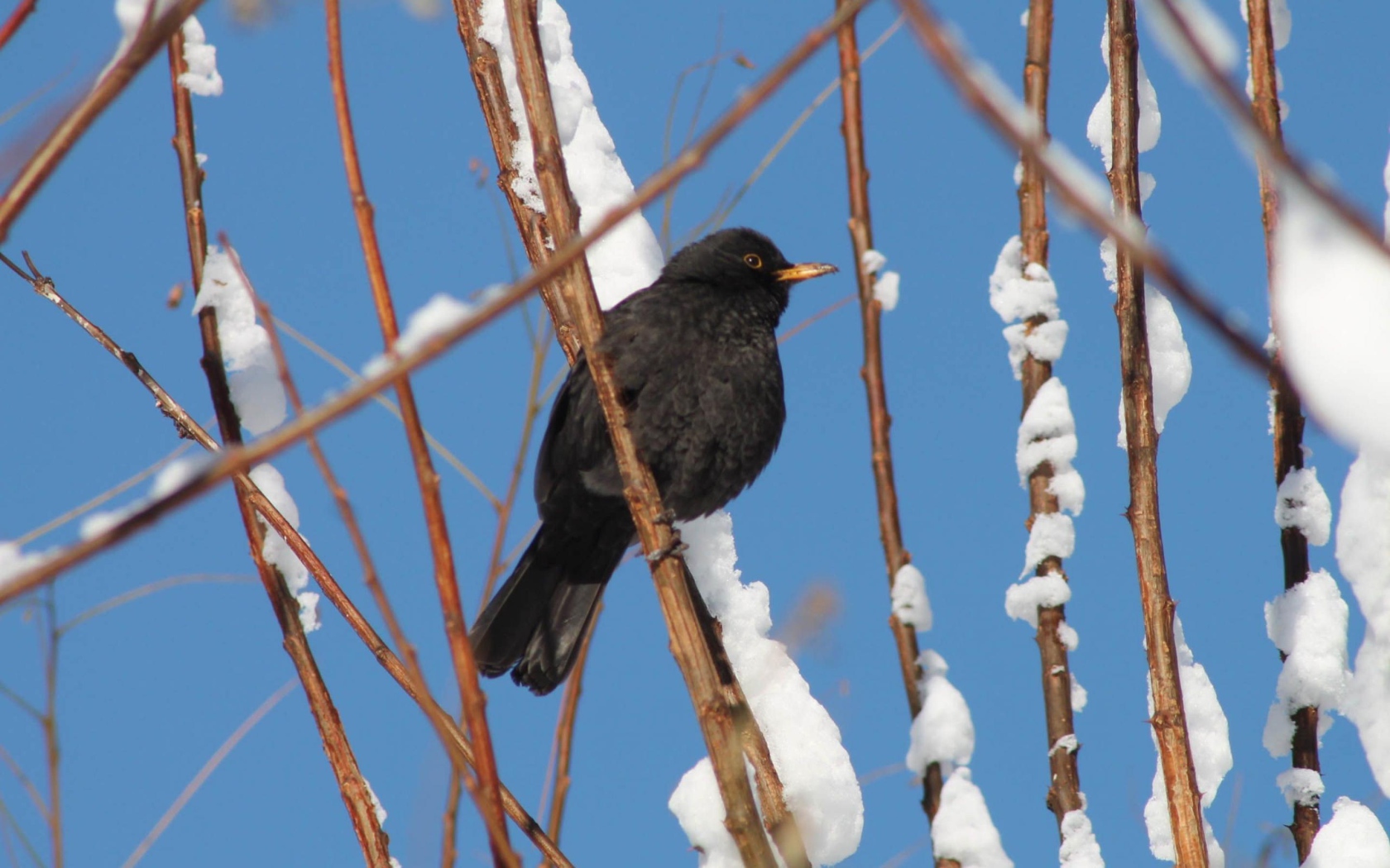 Черная птичка