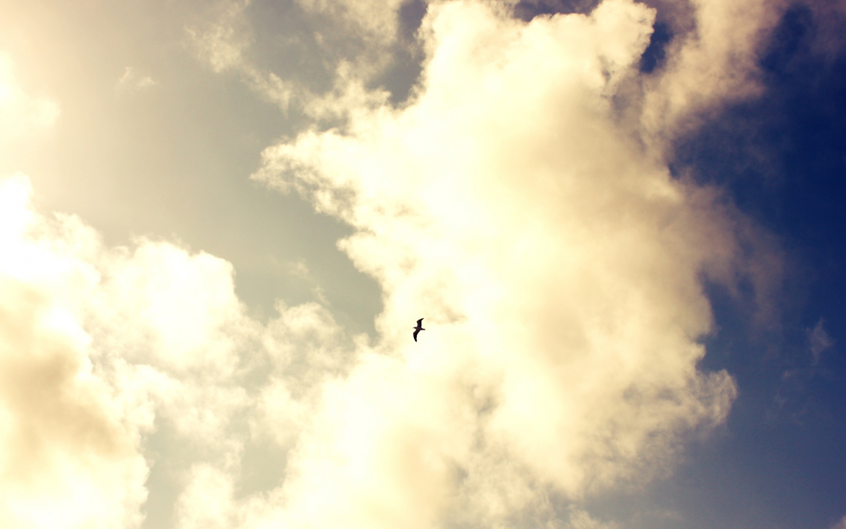 Одинокая птица в небе