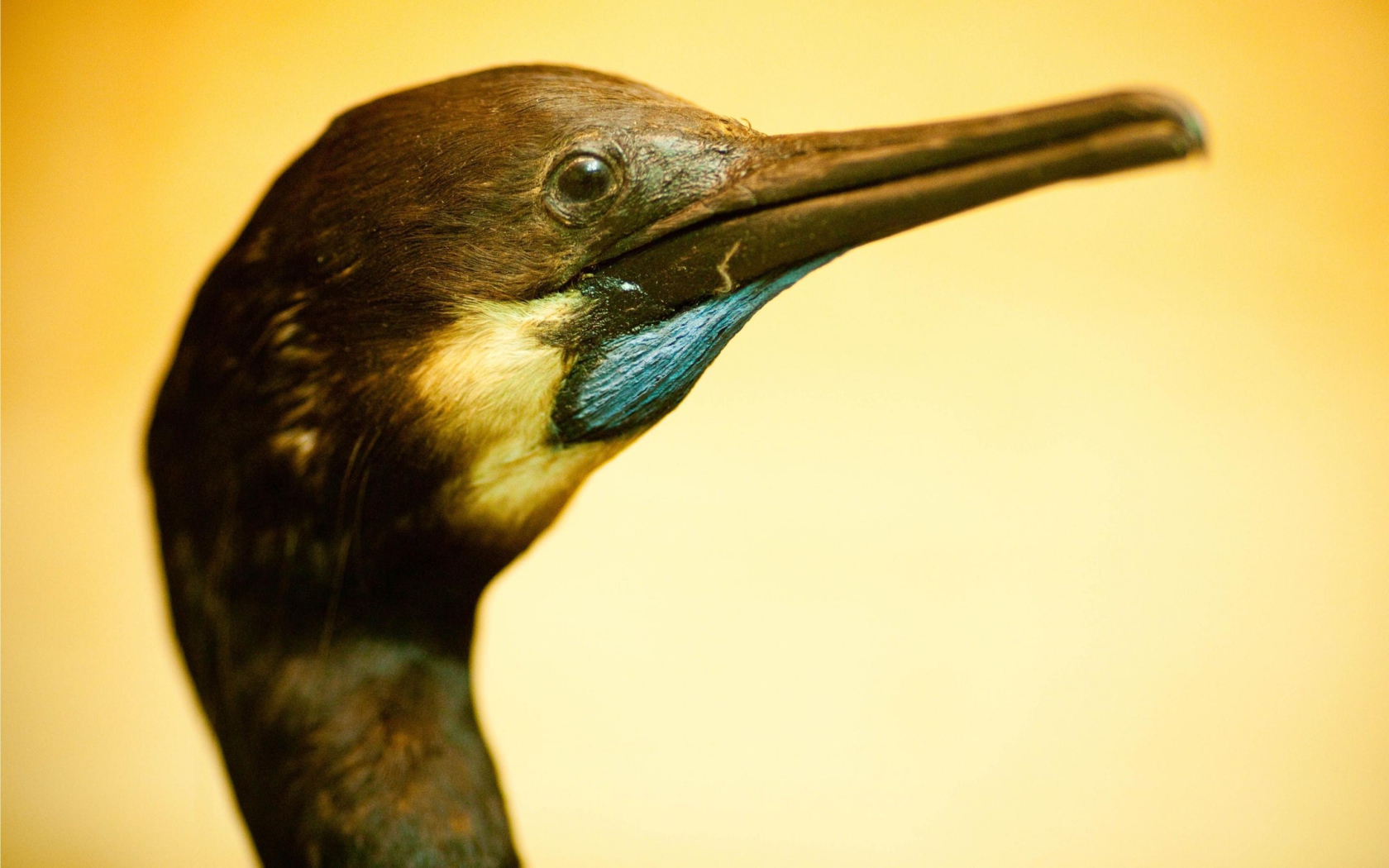 Смешная птица