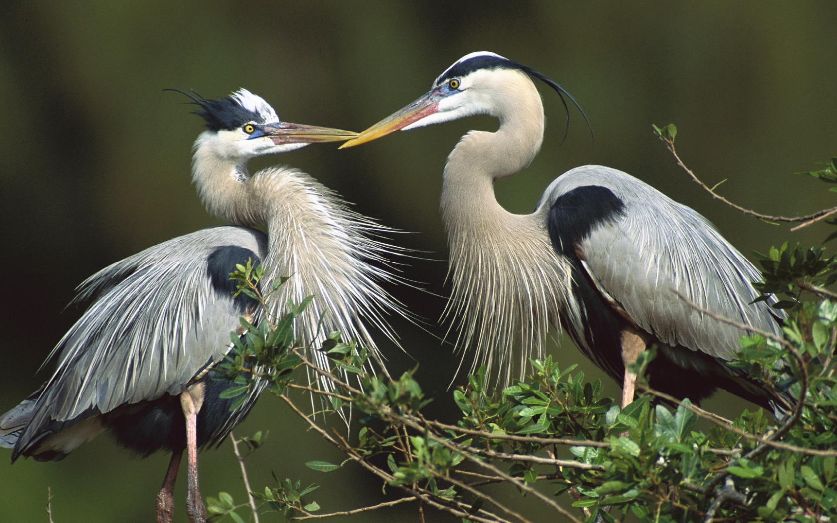 Птицы, цапли