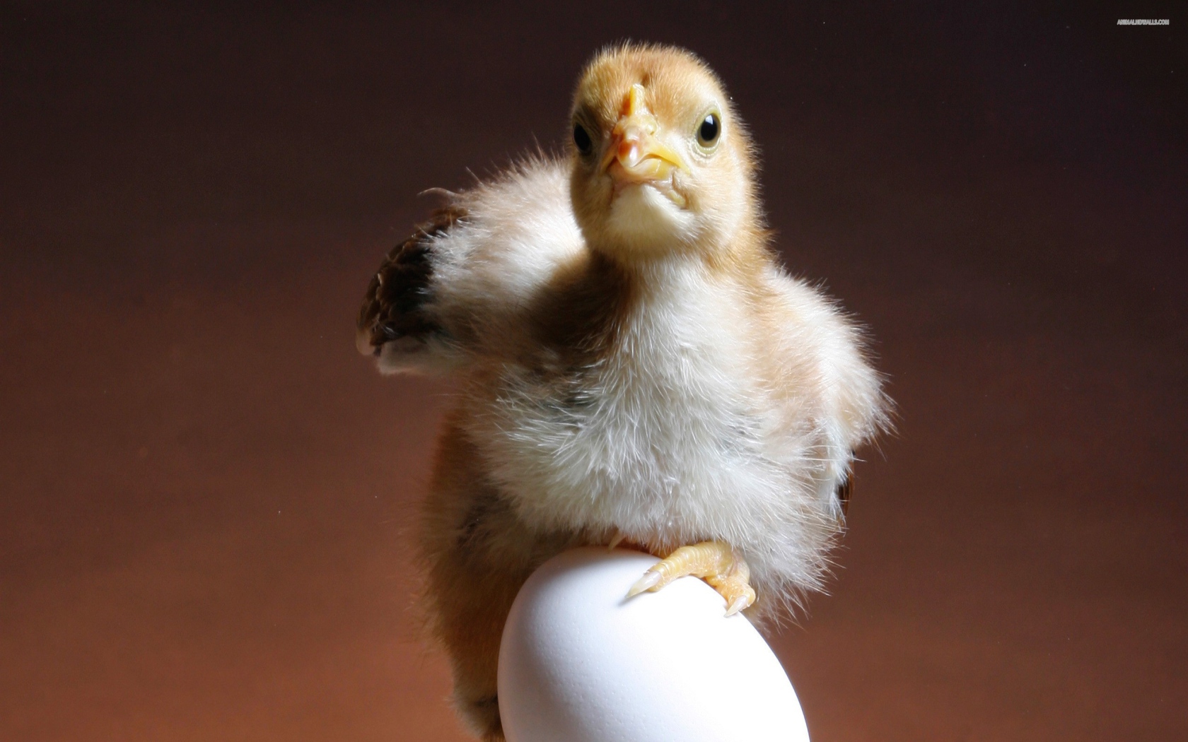 Цыпленок и яйцо