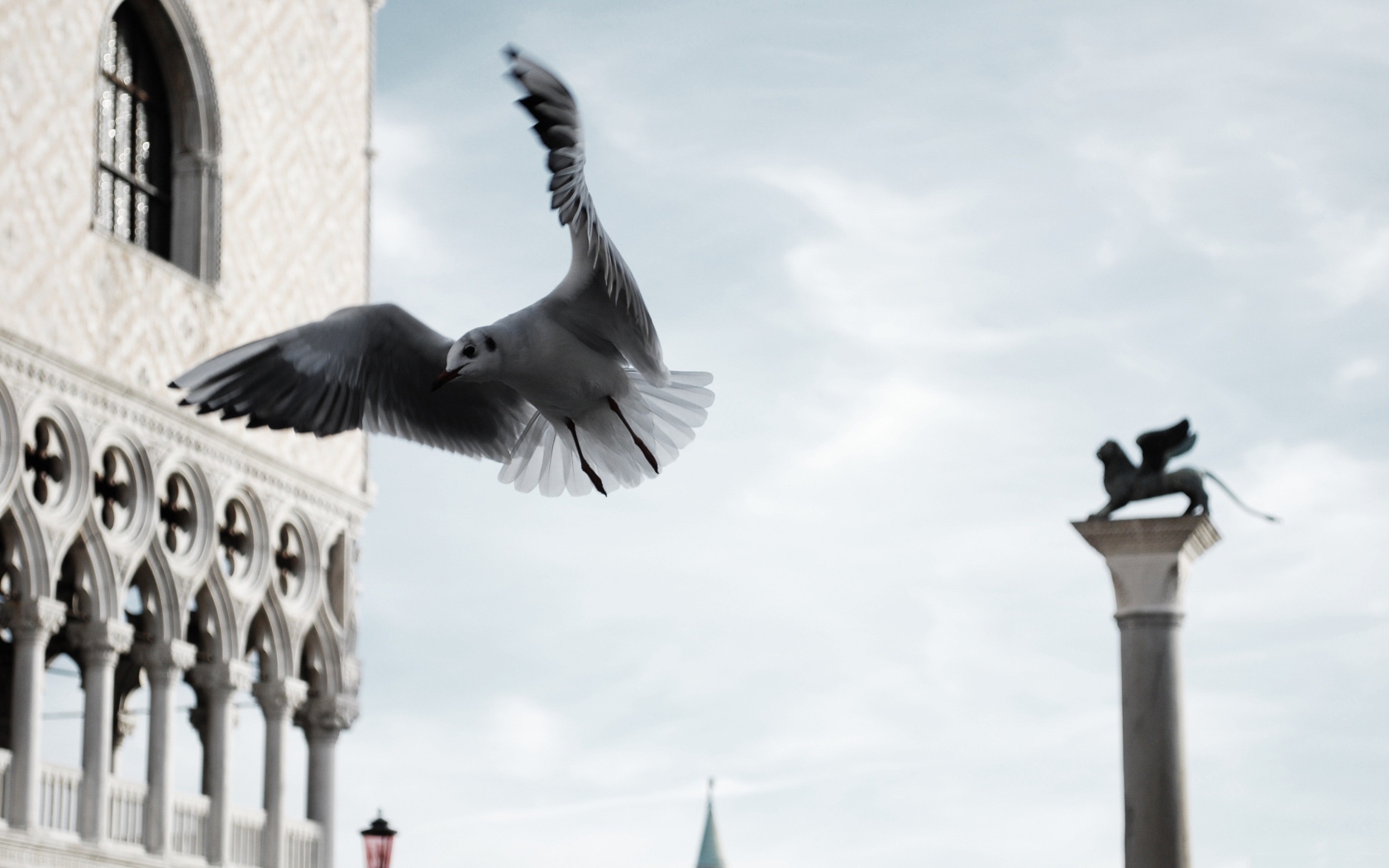 Seagull in flight by city