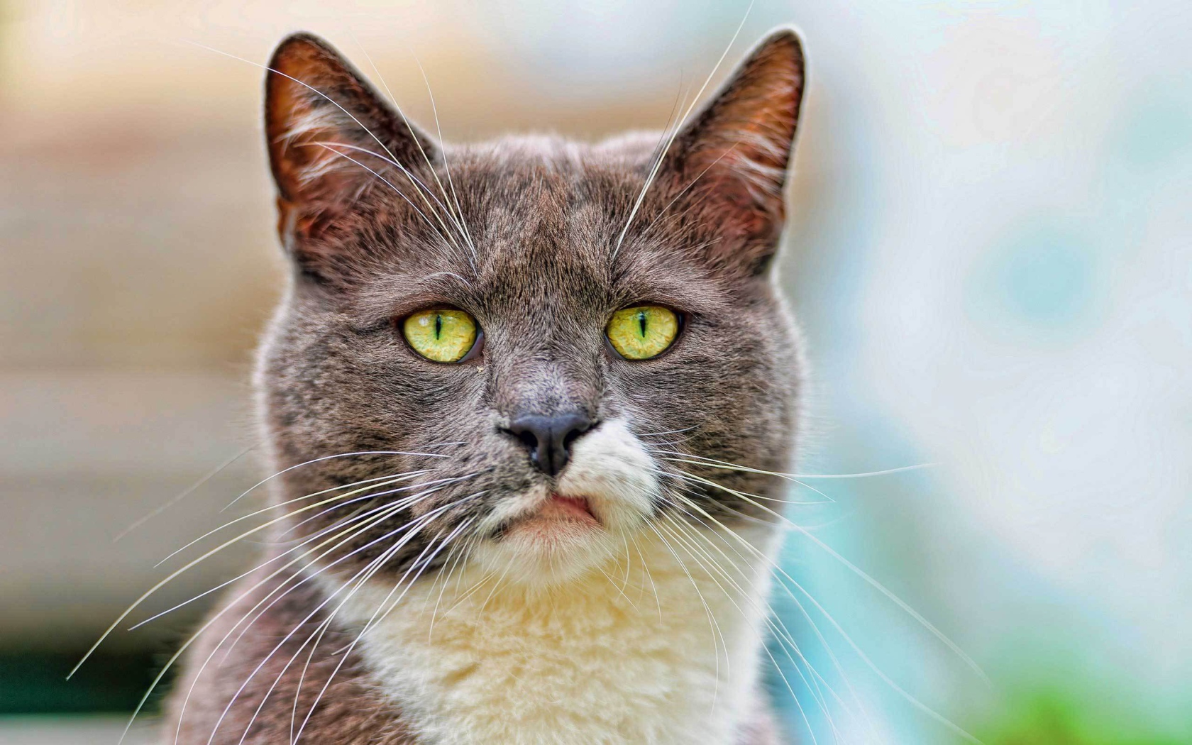 Кот с ухмылкой