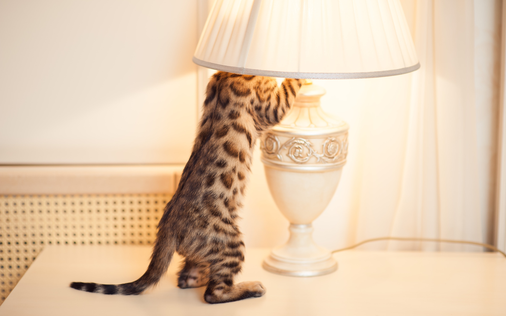 Бенгальский кот и лампа