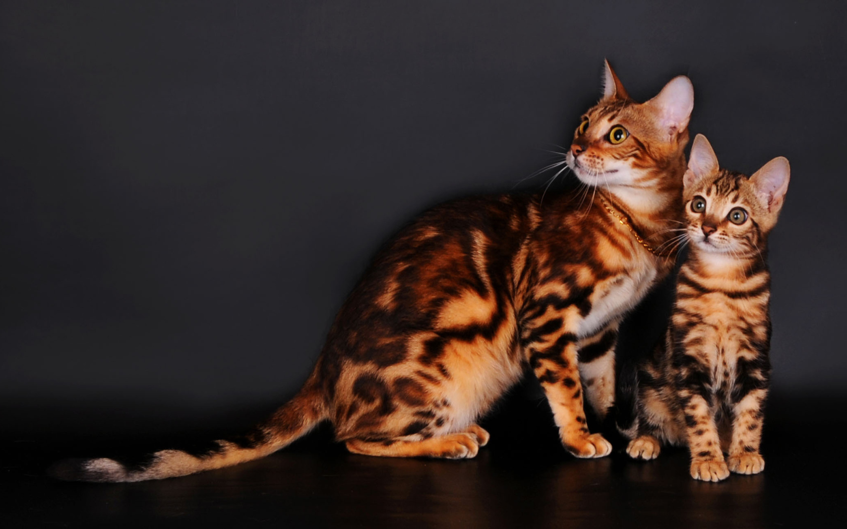Бенгальские коты на сером фоне