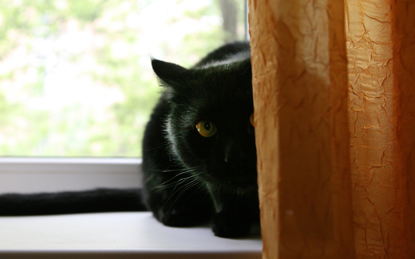 Чёрный кот думает, что его не видно