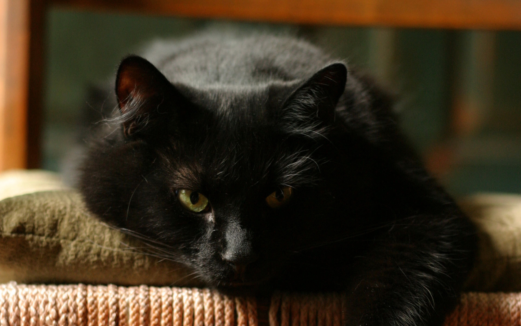 Чёрный кот отдыхает