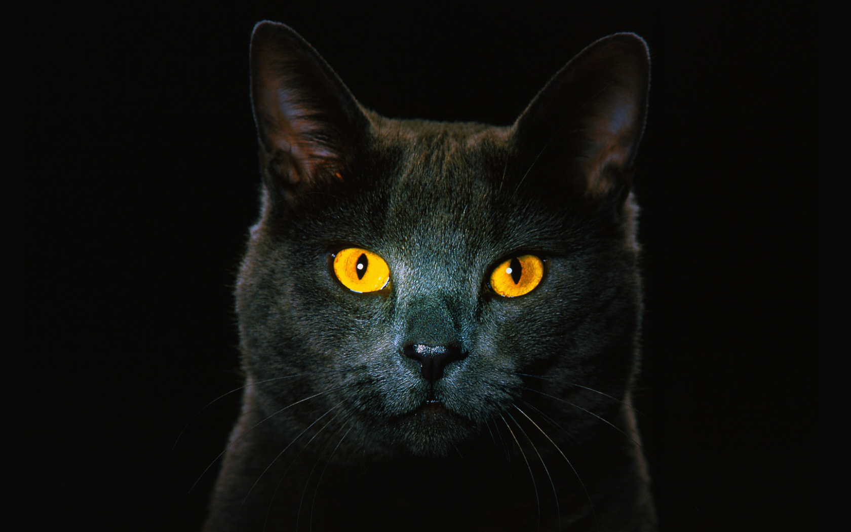 Чёрный кот с рыжими глазами