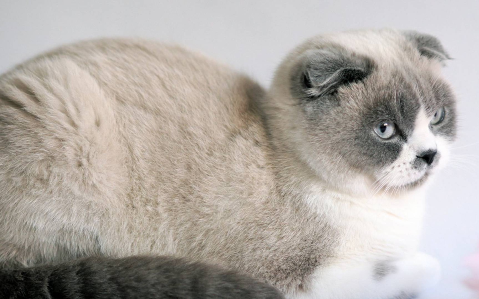 Спокойный шотландский вислоухий кот