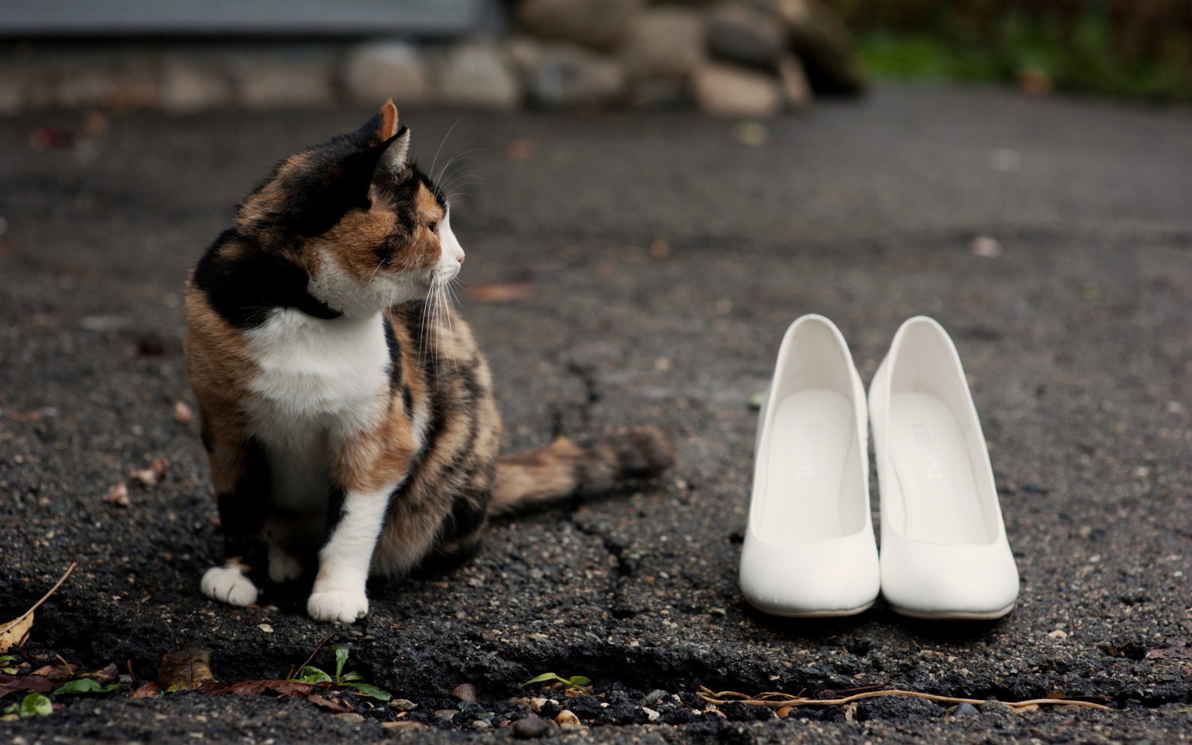 Кот охраняет туфли