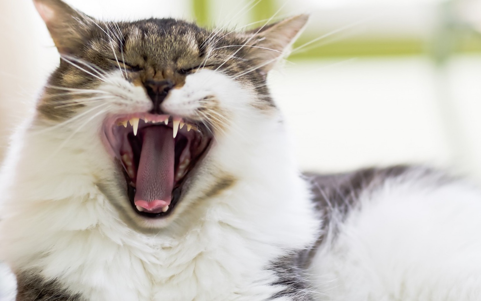 Кот берет на испуг