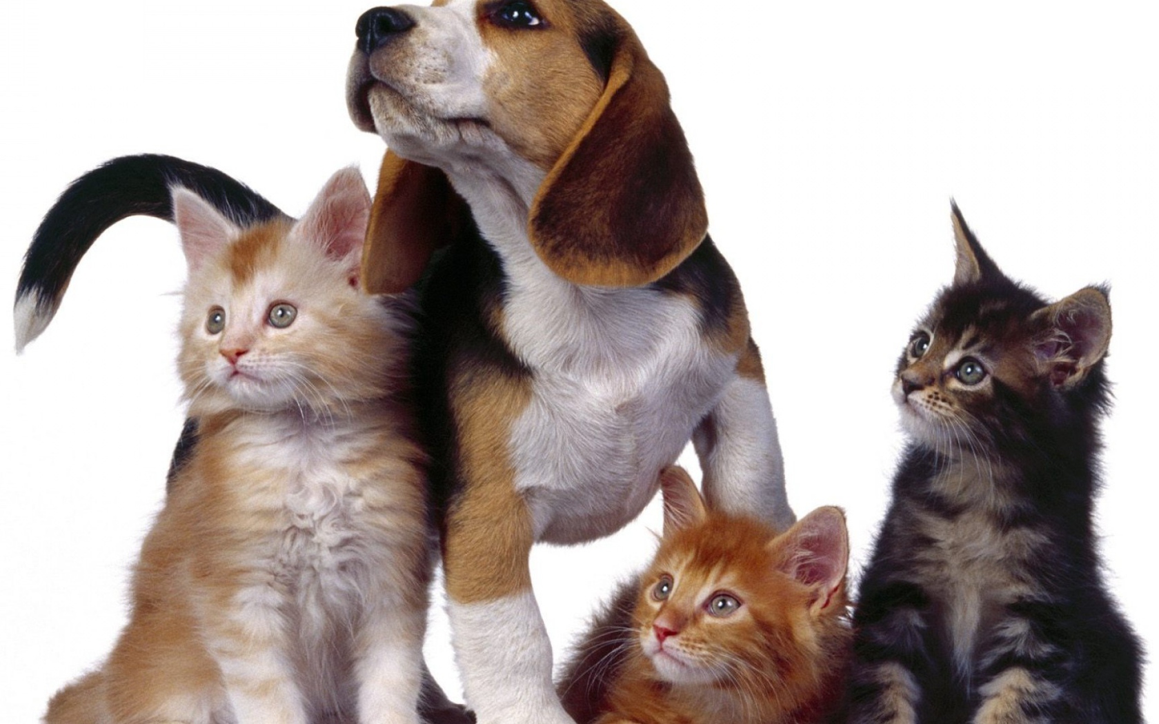 Собака и три котенка