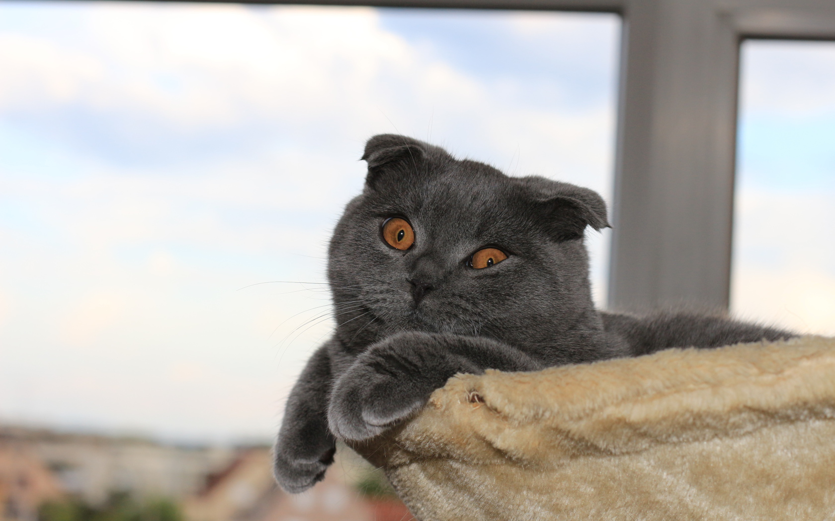 Серый шотландский вислоухий кот в своей кровати