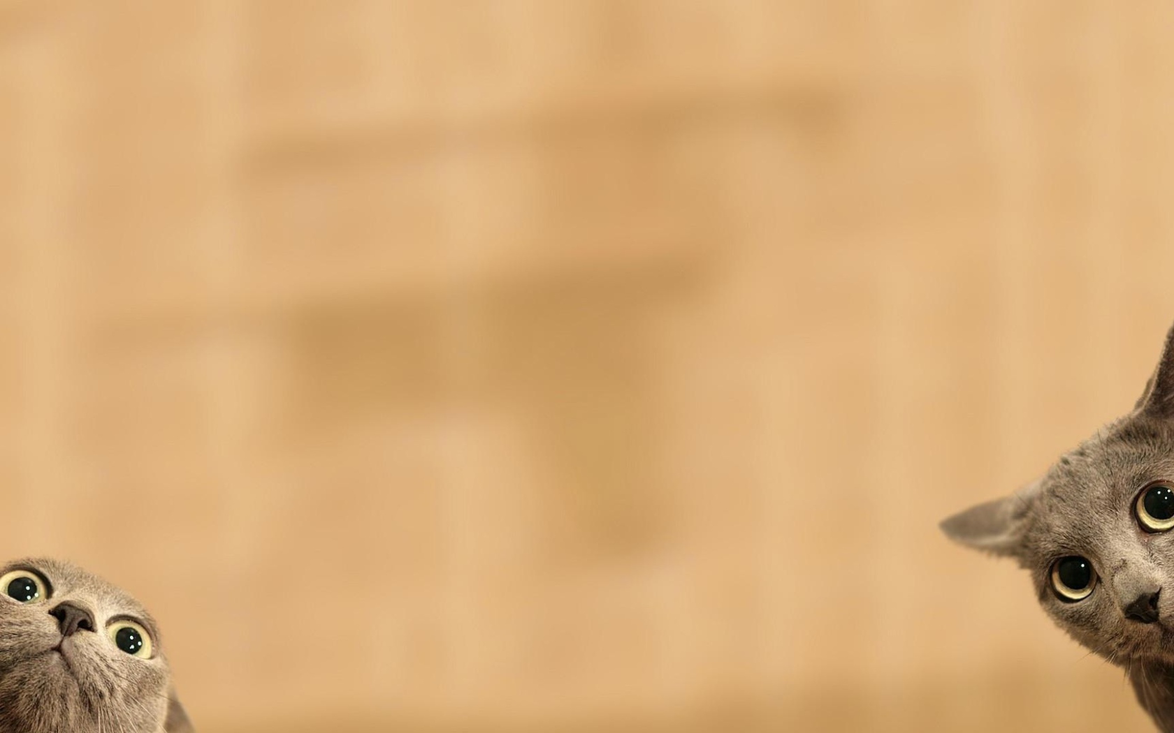 Серые коты подглядывают