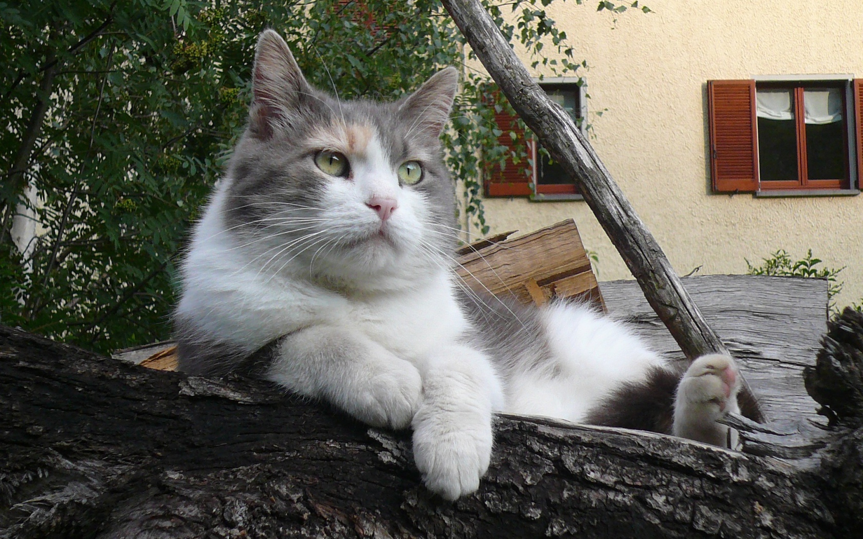 Серый кот лежит на бревне