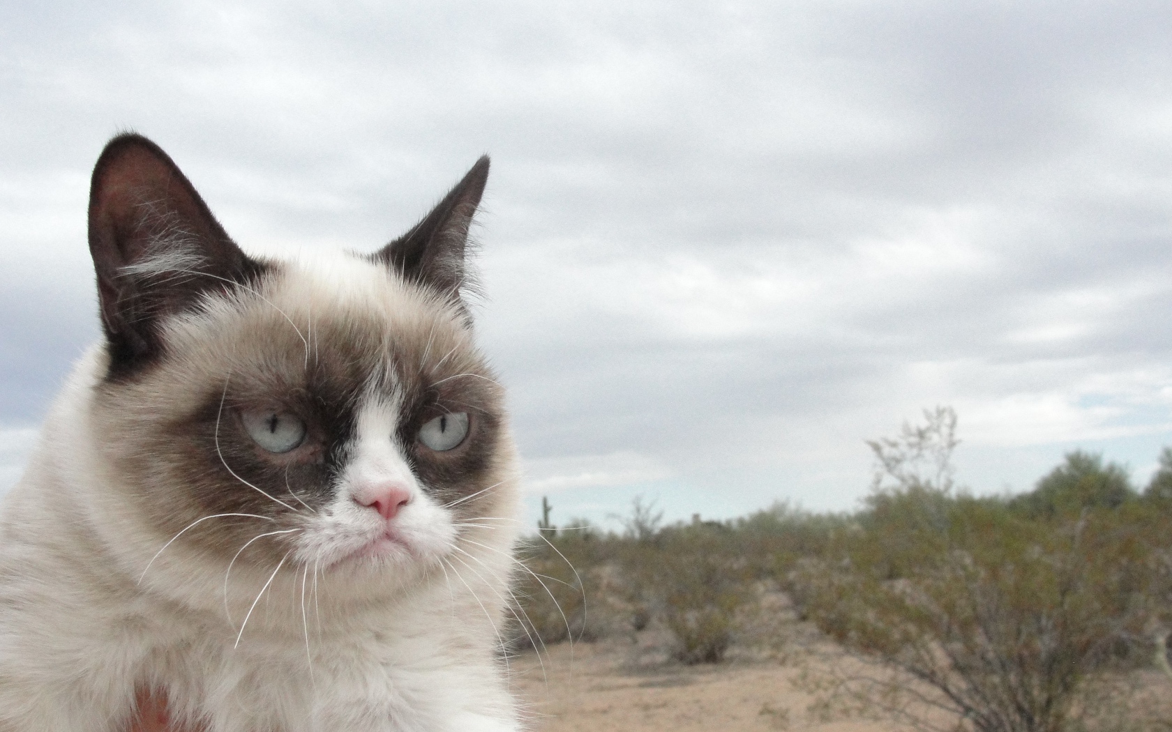 Grumpy cat в пустыне